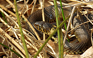 Grass Snake (Natrix natrix)